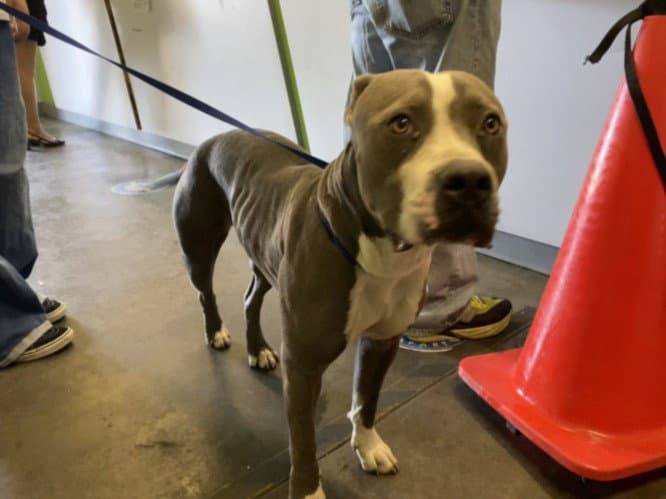 Venus - American Staffordshire Terrier