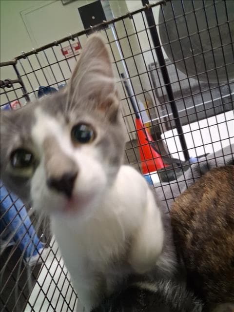 Chicken - Domestic Short Hair