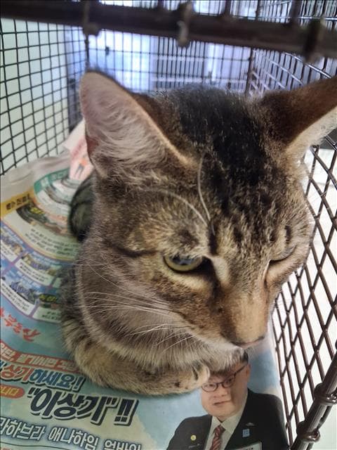 Tony - Domestic Short Hair