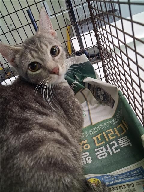 Shirley - Domestic Short Hair