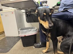 Rocko image 1