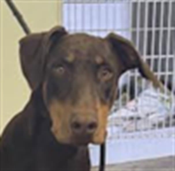Hanzel - Doberman Pinscher