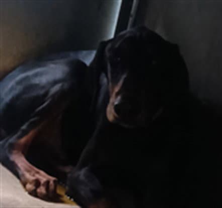Billy - Doberman Pinscher