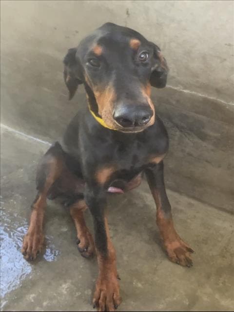 Billy - Doberman Pinscher