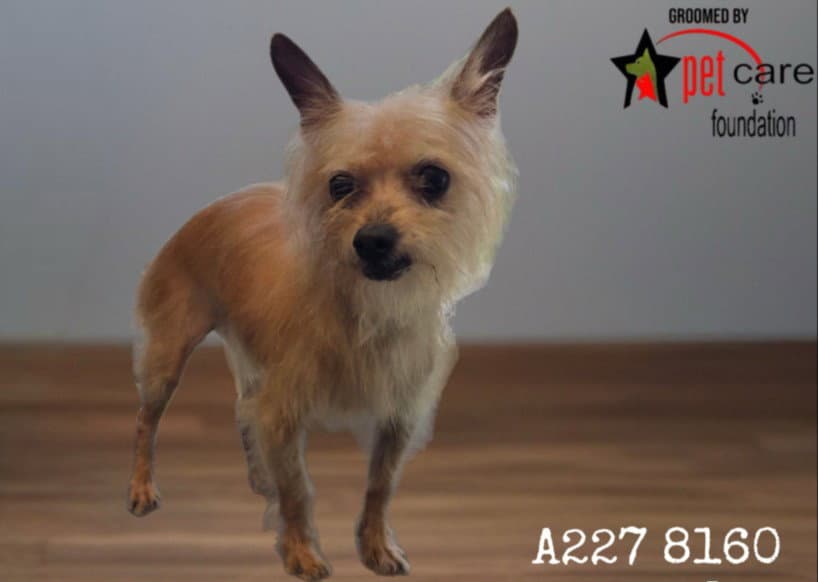 Mida - Yorkshire Terrier Yorkie