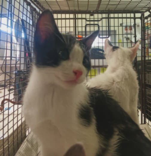 Bluey - Domestic Short Hair