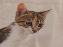 Basil image 1