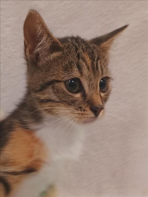 Shamrock - Domestic Short Hair