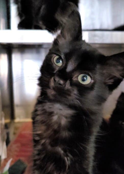 Sugar - Domestic Medium Hair