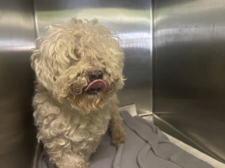 Coolwhippy - Poodle (Miniature)