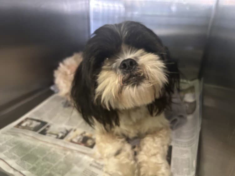 Cookies - Shih Tzu