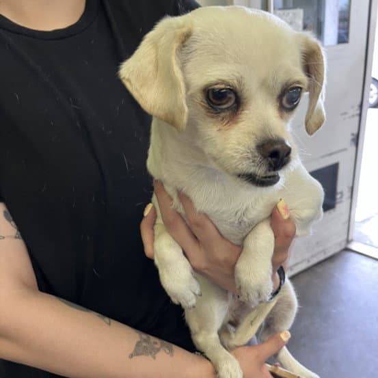 Frannie - Chihuahua