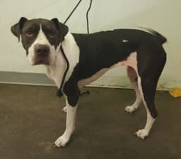 Sophie image 1