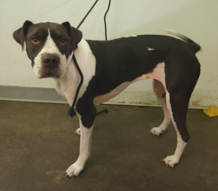 Sophie - Pit Bull Terrier