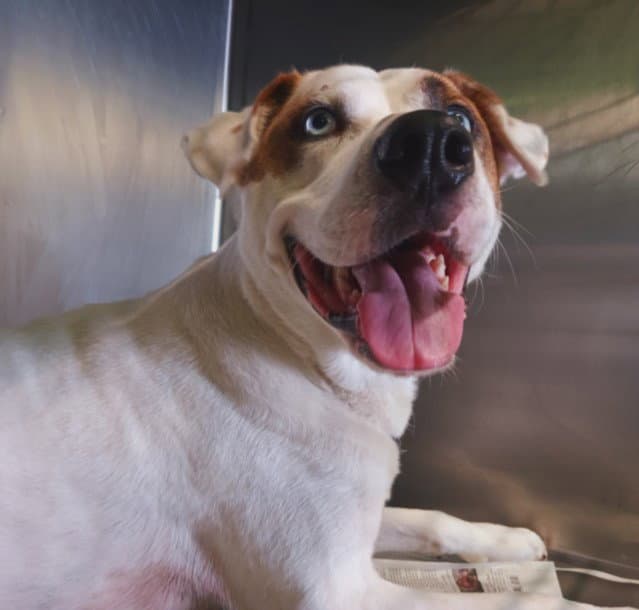 Chance - Pit Bull Terrier