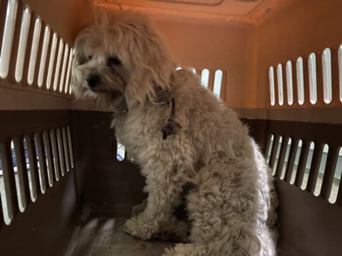 Lila - Maltese