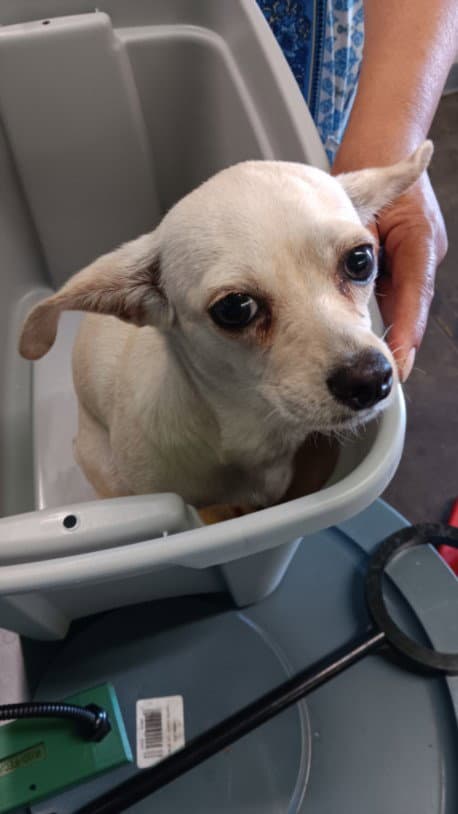 Little - Chihuahua