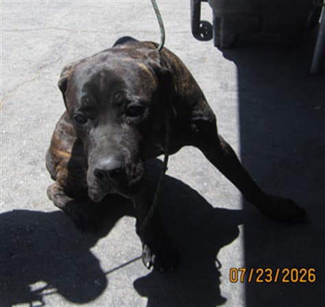 Unknown - Mastiff
