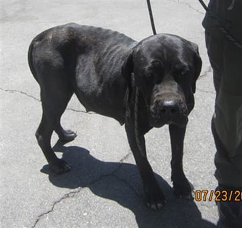 Unknown - Mastiff