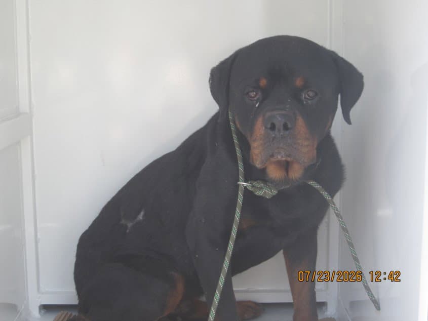 Unknown - Rottweiler