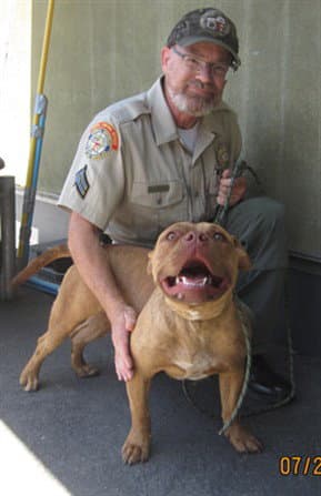 Unknown - Pit Bull Terrier