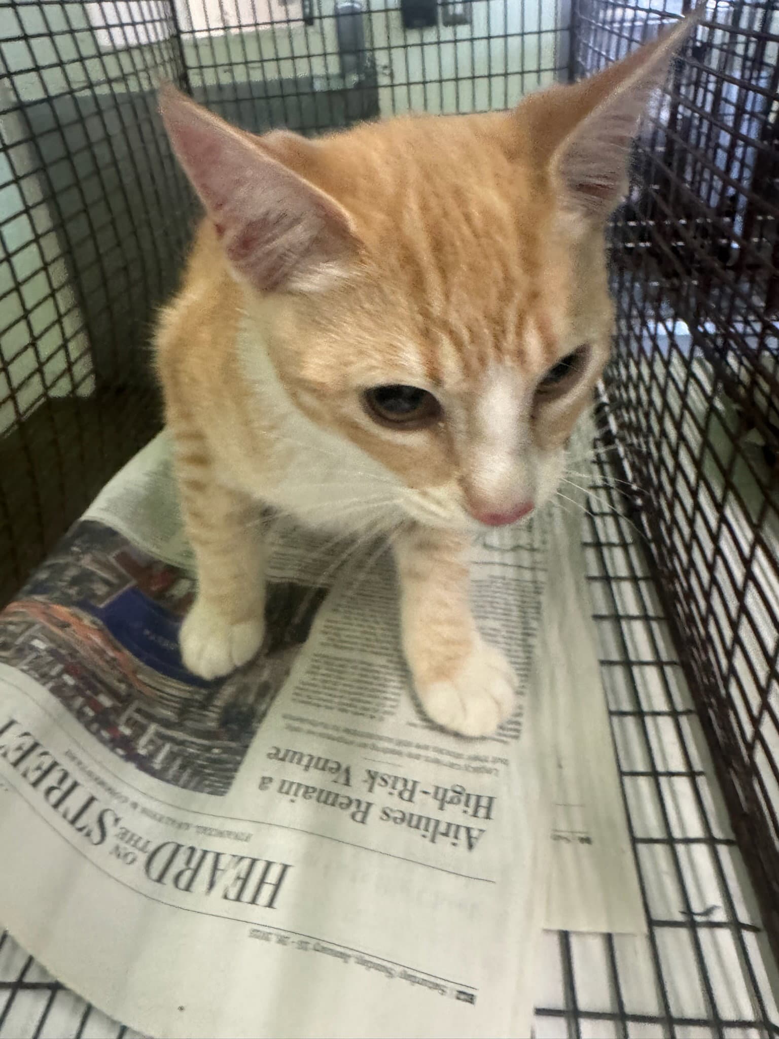 Tabb - Domestic Short Hair