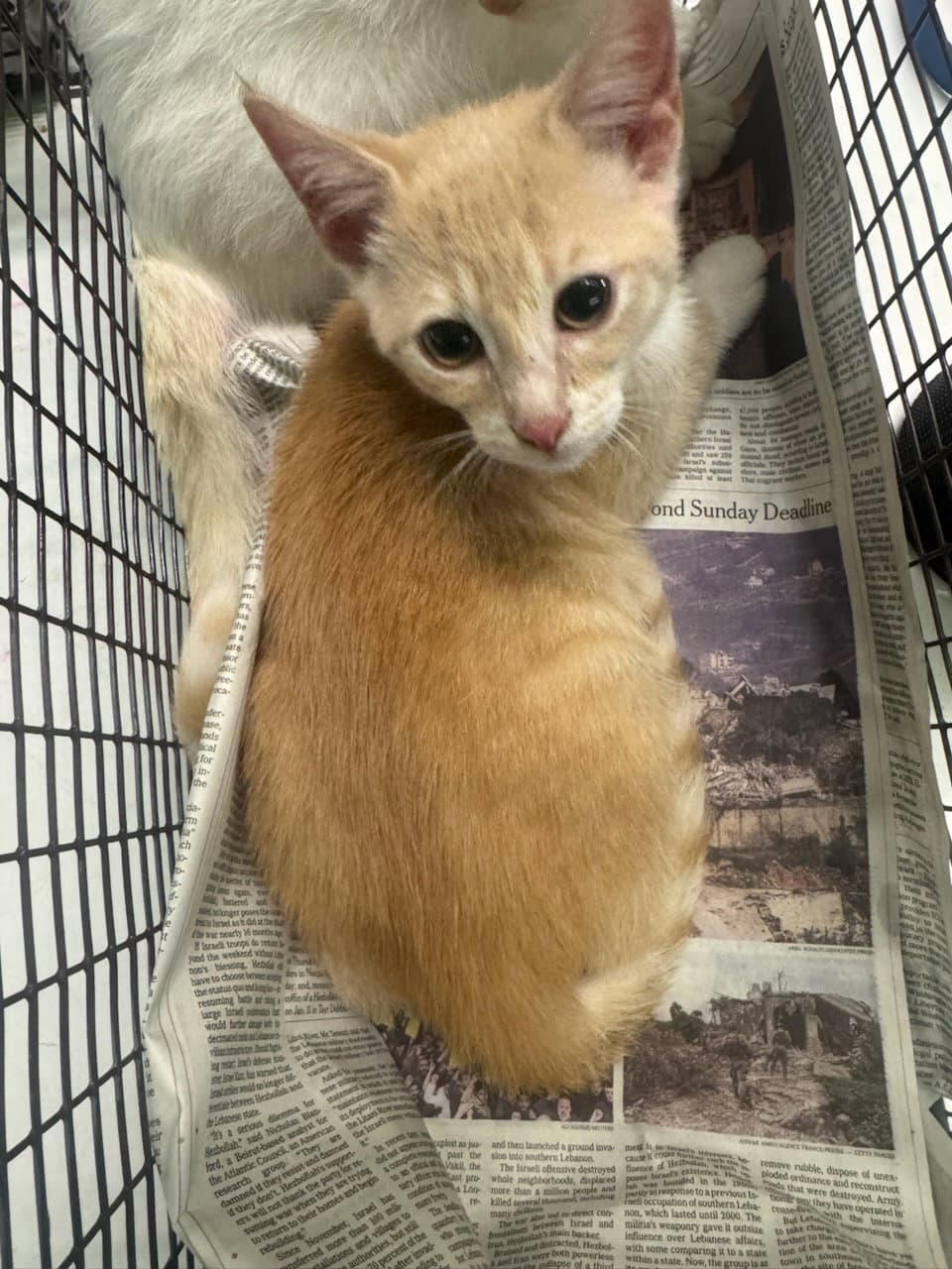 Sun - Domestic Short Hair
