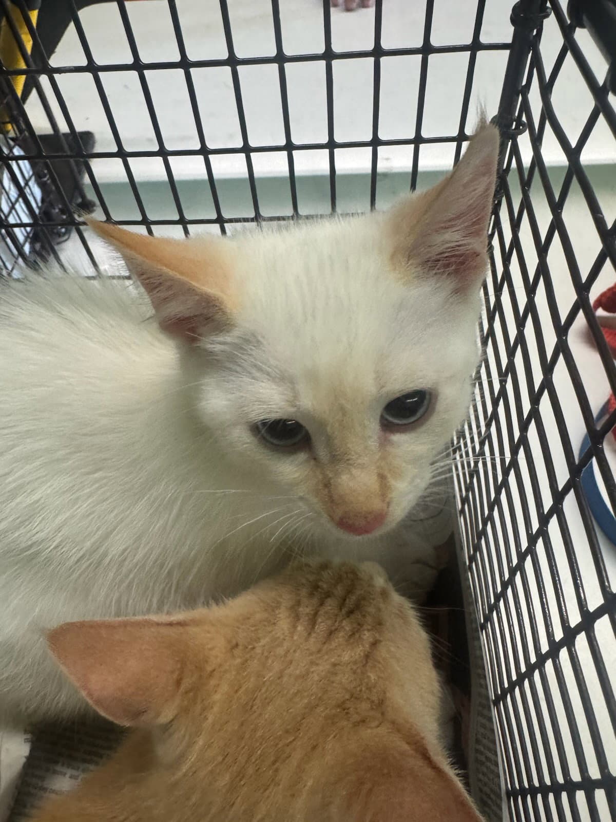 Moon - Domestic Short Hair