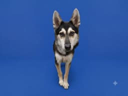 Benny image 1