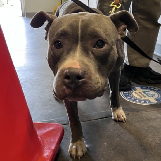 Winnie - Pit Bull Terrier