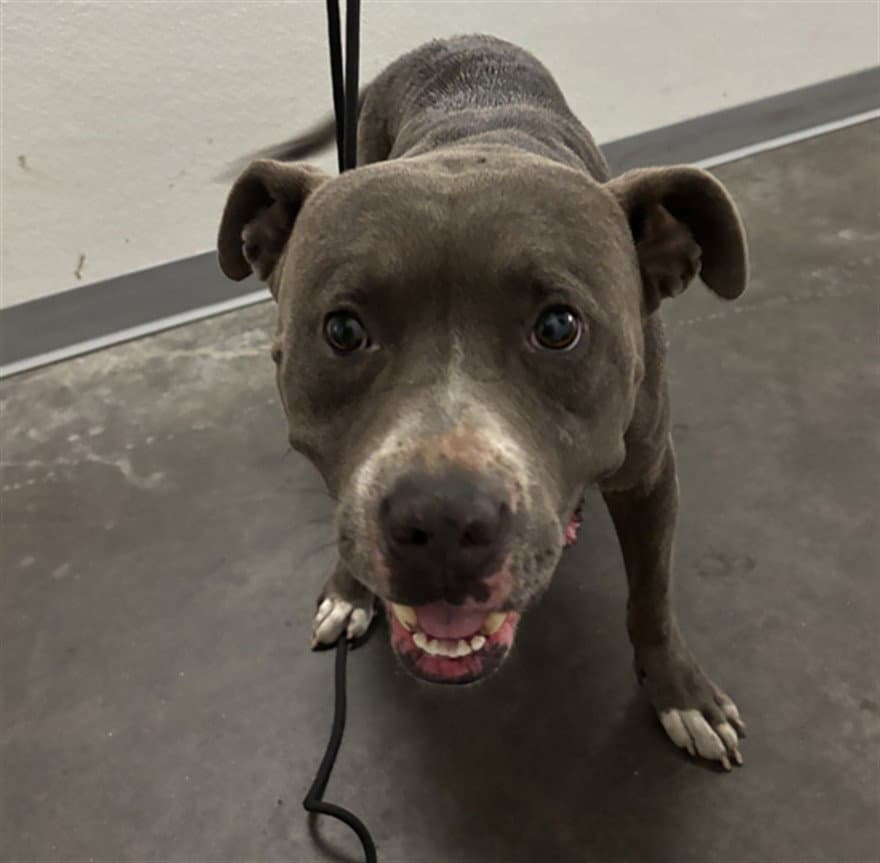 Vinny - Pit Bull Terrier