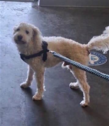 Prince - Poodle (Standard)