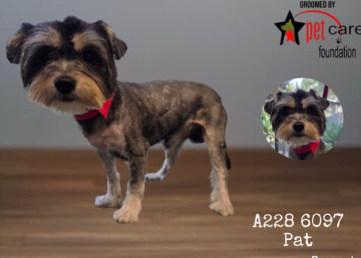 Pat - Maltese