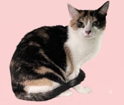 Molly image 1