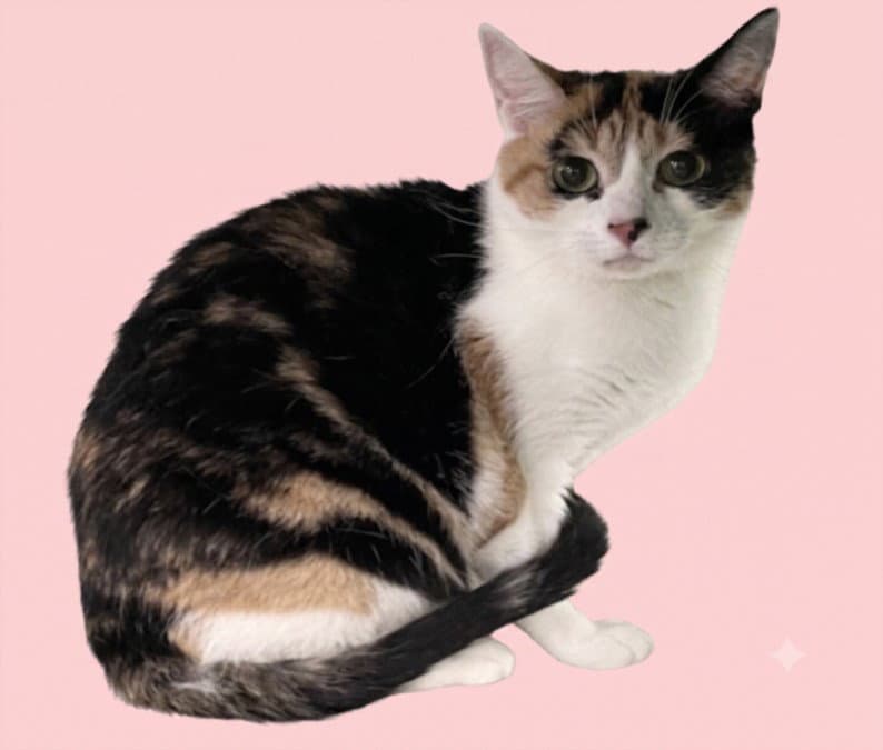 Molly - Domestic Short Hair