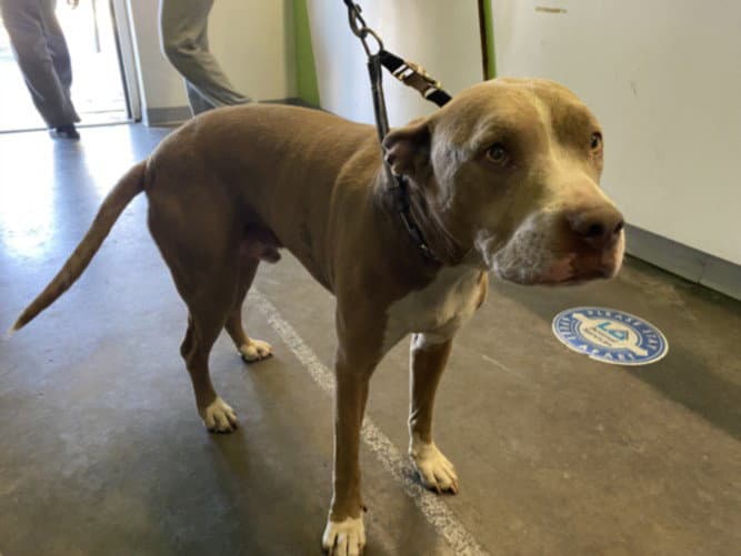 Rocky - American Staffordshire Terrier