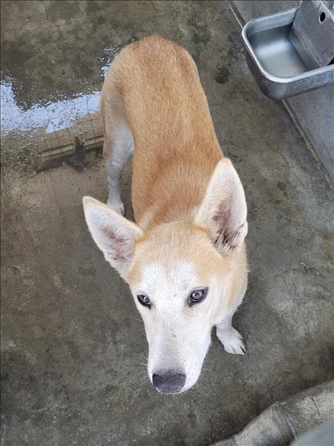 Unknown - Labrador Retriever