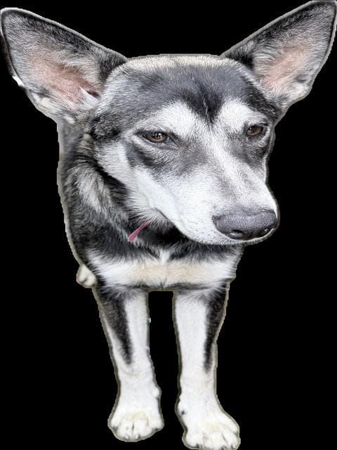 Unknown - Siberian Husky