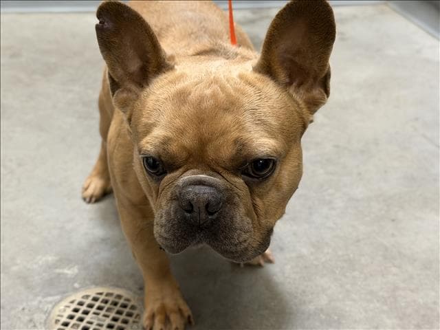 Stitch - French Bulldog