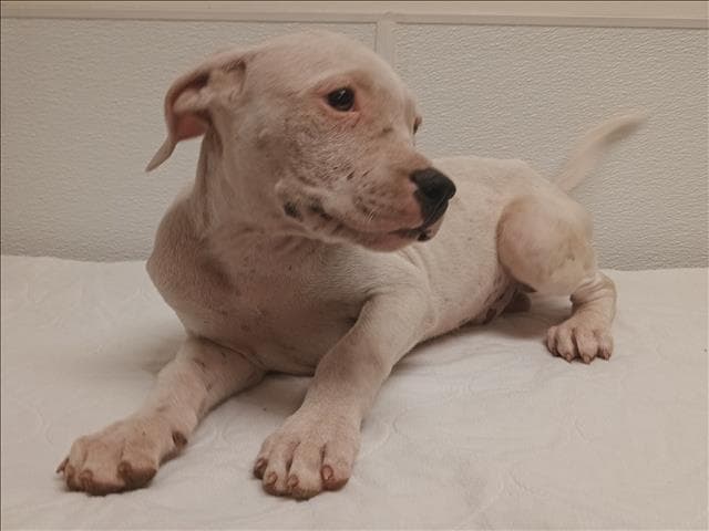 Brian - Pit Bull Terrier