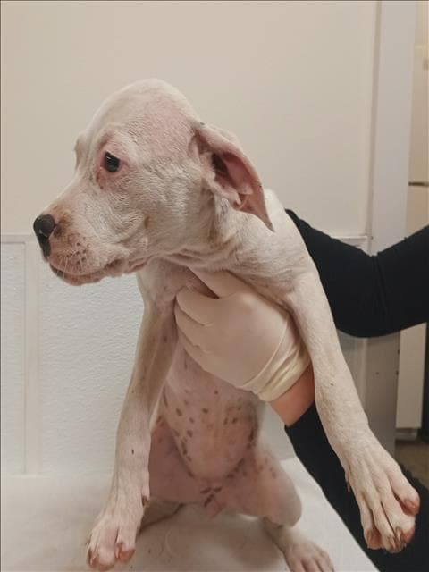 Danielle - Pit Bull Terrier