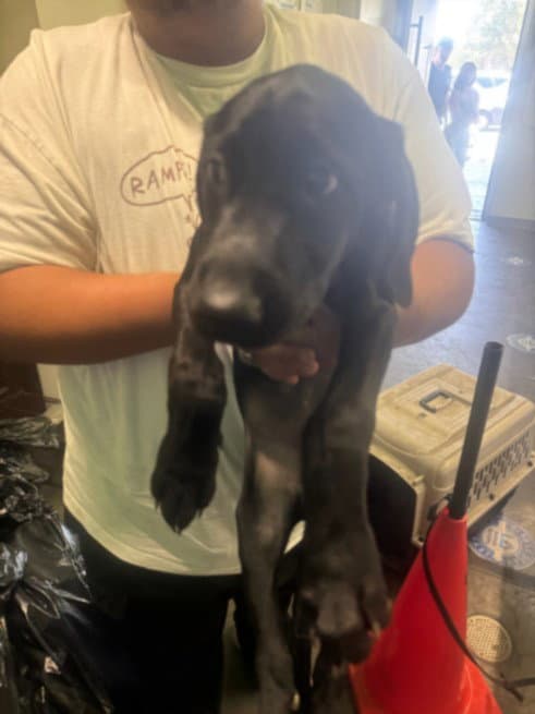 Marco - Labrador Retriever