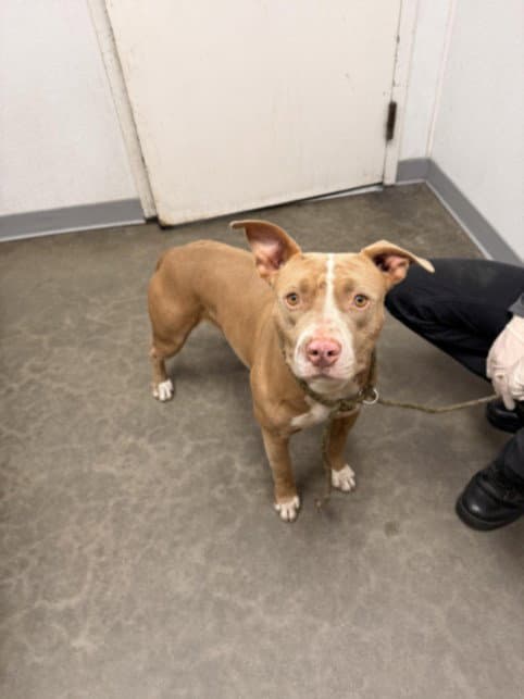 Unknown - Pit Bull Terrier