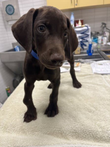 Unknown - Labrador Retriever