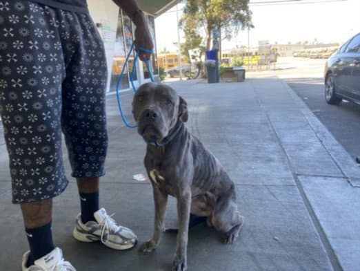 Drake - Pit Bull Terrier
