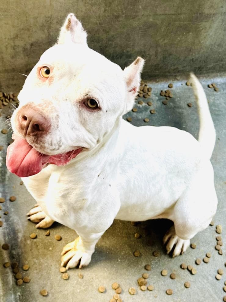 Pita - Pit Bull Terrier