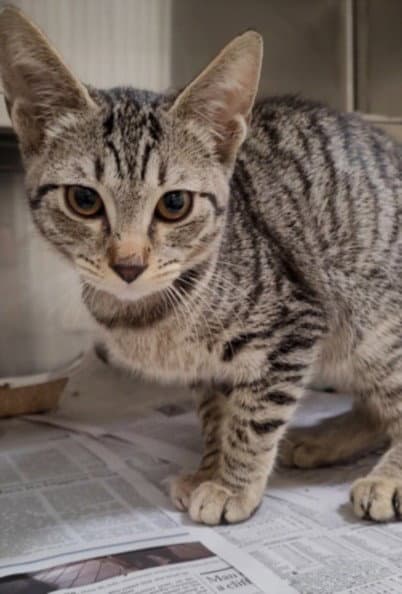 Puddin - Domestic Short Hair
