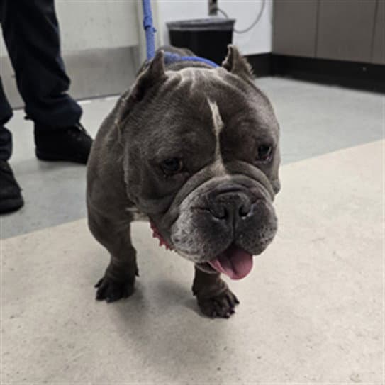 Blicky - Pit Bull Terrier