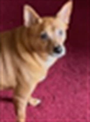 Nutmeg - Chihuahua