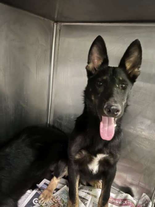 Ash - German Shepherd Dog